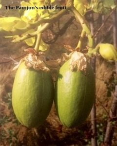 pamjon-fruit