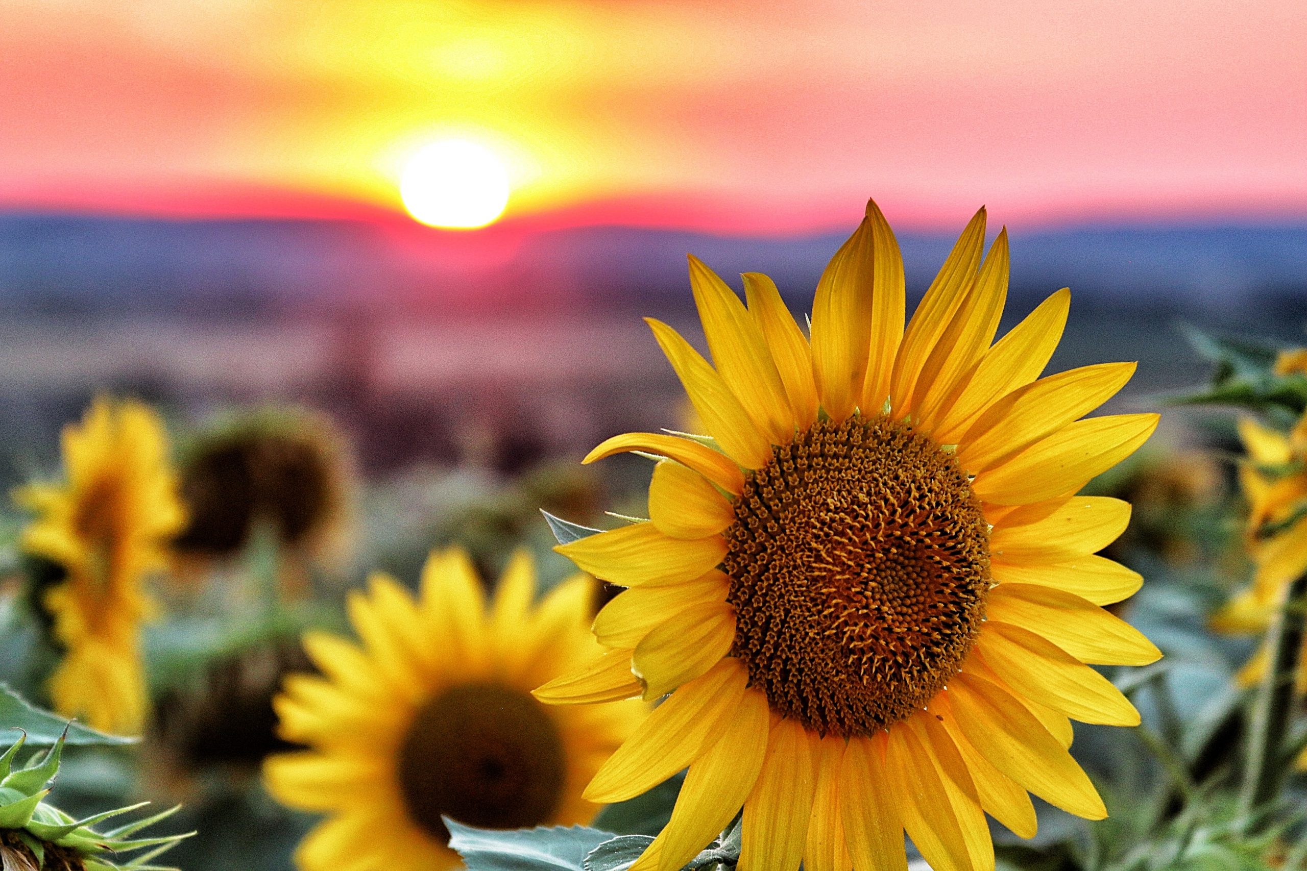 chastagner-thierry-5ydw9eqUGgU-unsplash chastagner-thierry-5ydw9eqUGgU-unsplash